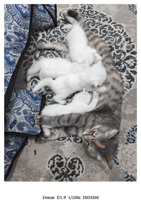 Ona bola mushuklar sotiladi.