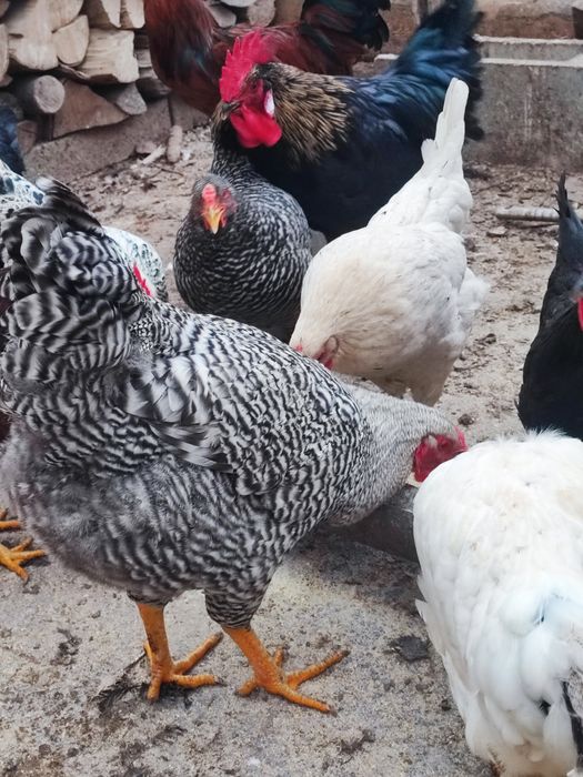 Vând doi cocoși, fără găini!