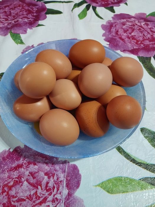 Домашние яйца яйца домашние