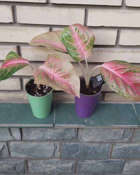 Хой, аглонема, лилия