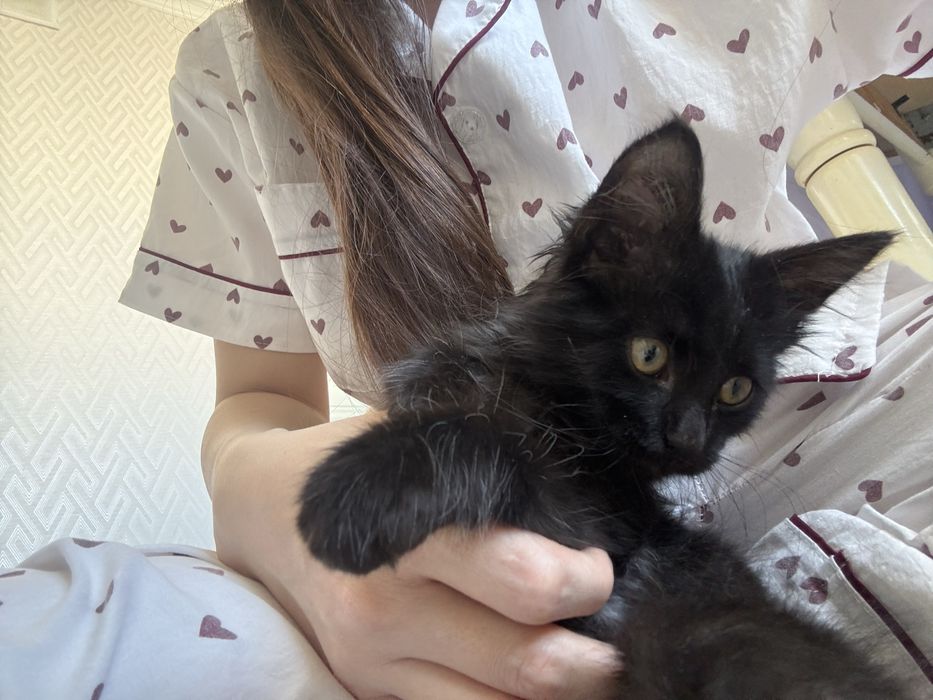 Ищу добрые руки для котенка!