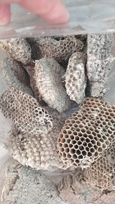 Осиное гнездо ара уясы