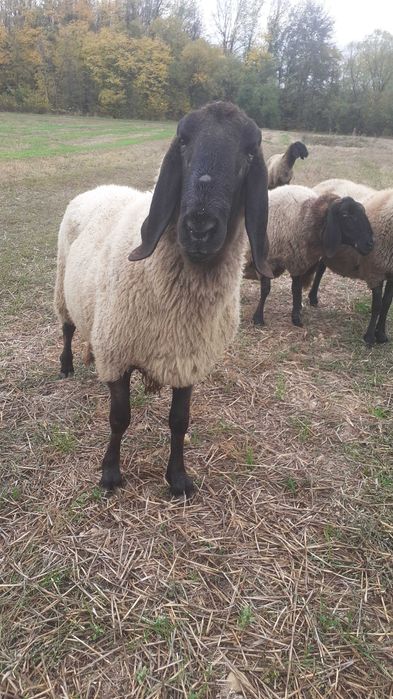 Berbec carabaș sarbesc