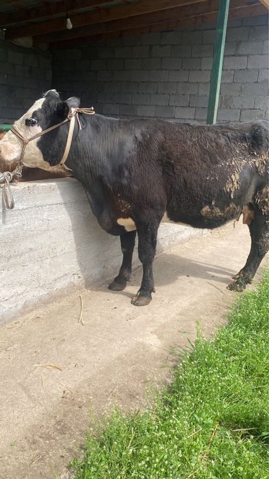 Коровы стельные порода