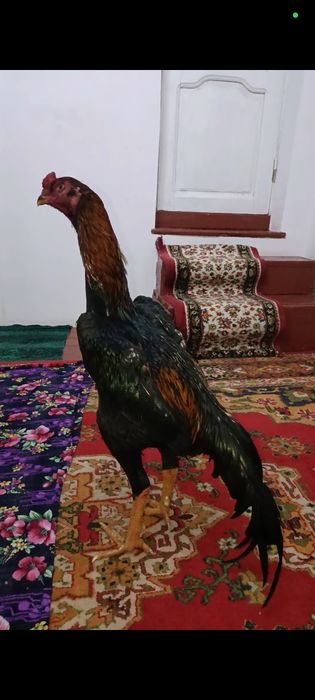 Апрелни жужаси гирачи сотилади