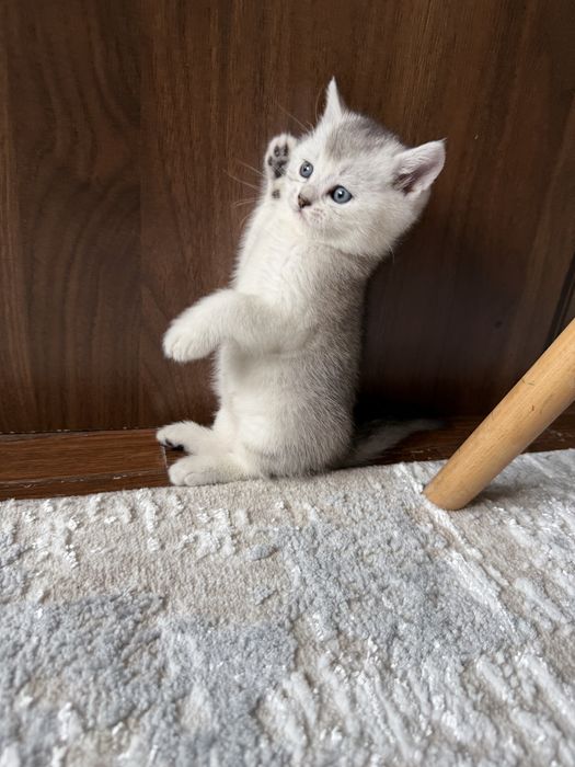 Продаю породистых котят скотиш страйт. Котята родились 27 марта. .