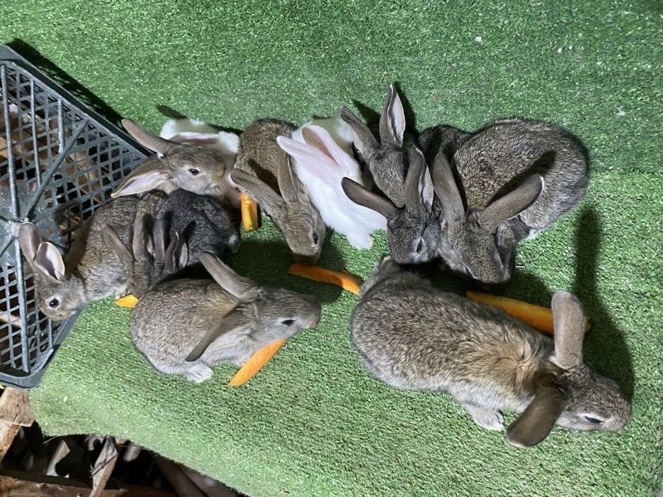 Кролики малыши великаны | Gigant quyon bolalari sotiladi