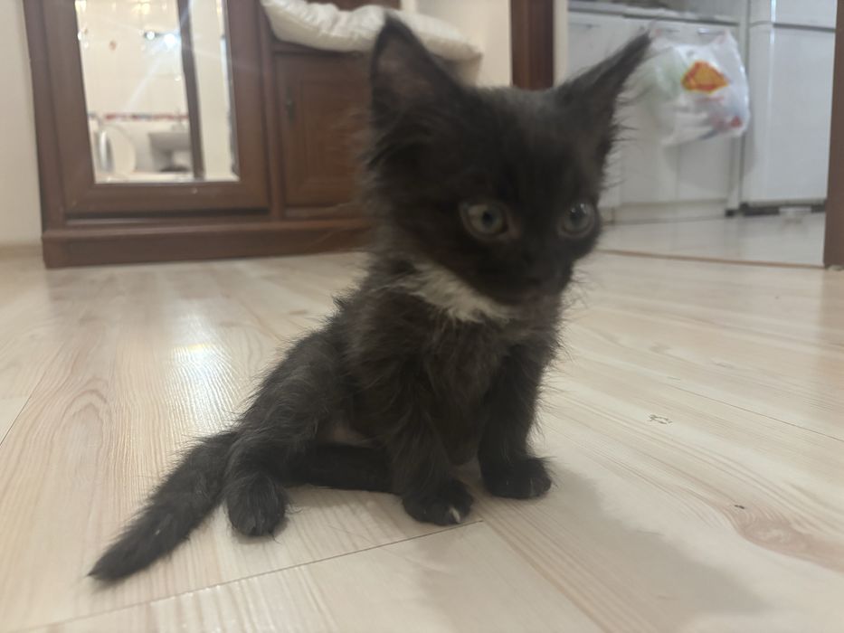 Котенок бесплатно.