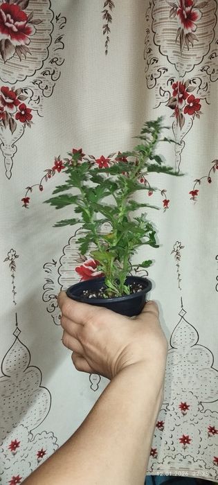 продам хризантема мультифлора