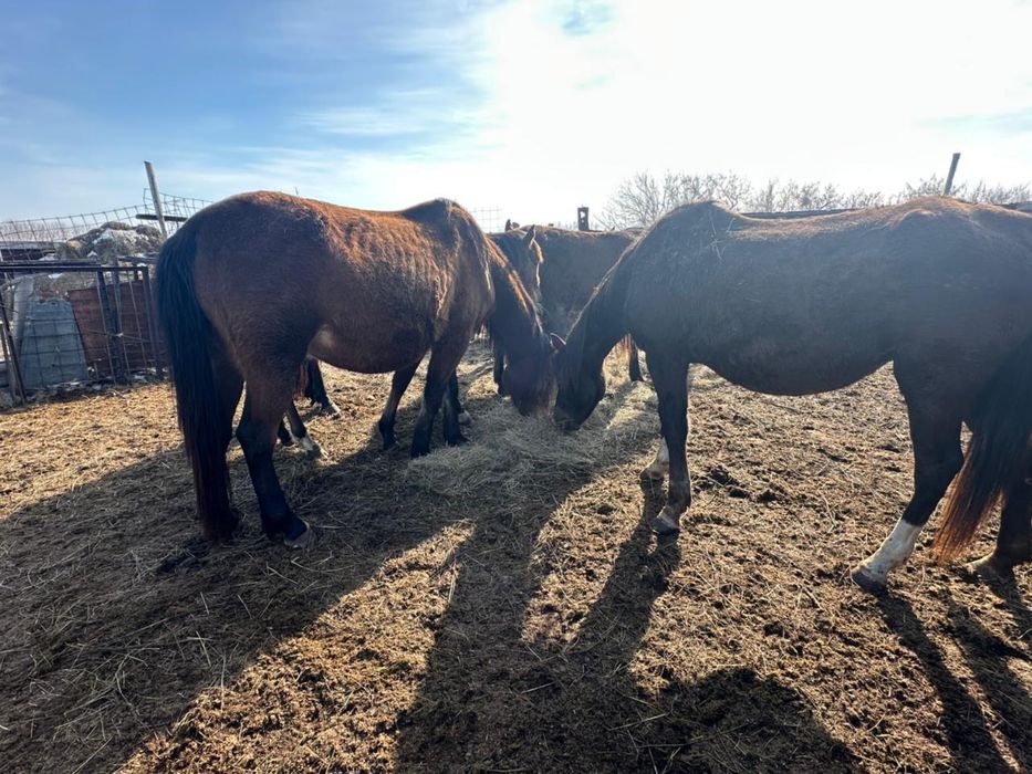 Продам лошадей 4 кобылы 3 кобылки