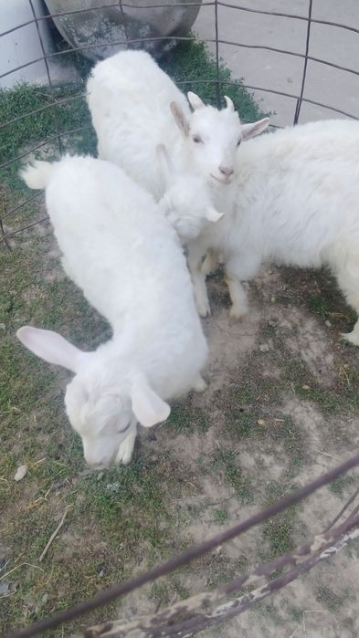 Лақтар сүтті ешкі лақтары