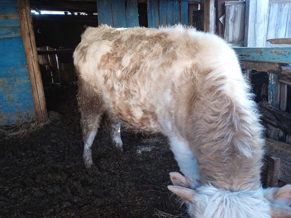 Продам КРС Молодняк