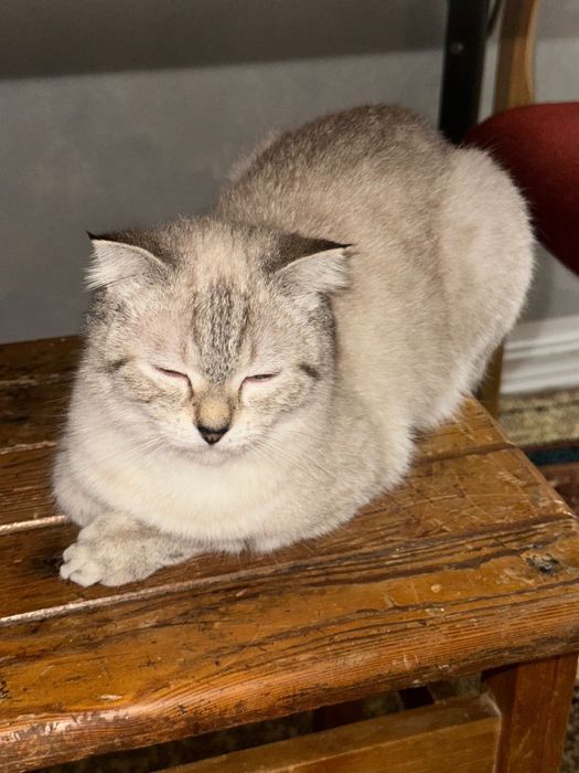 Шотландская скотиш фолд