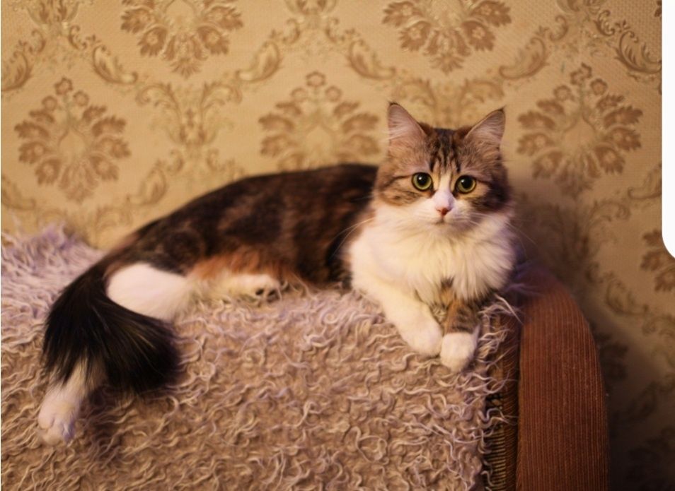 Передержка дома кошек