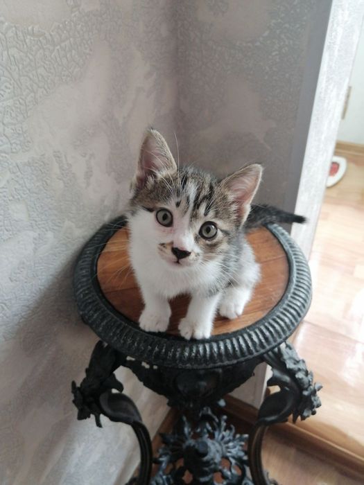 Отдам котят в хорошие руки
