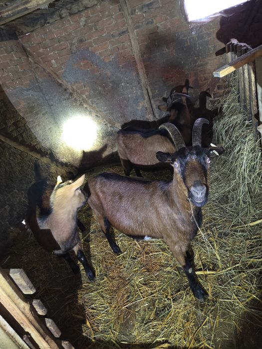 Vând capre Alpina Franceza