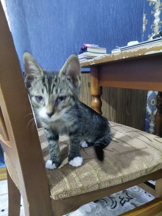 мы дарим красивых котят