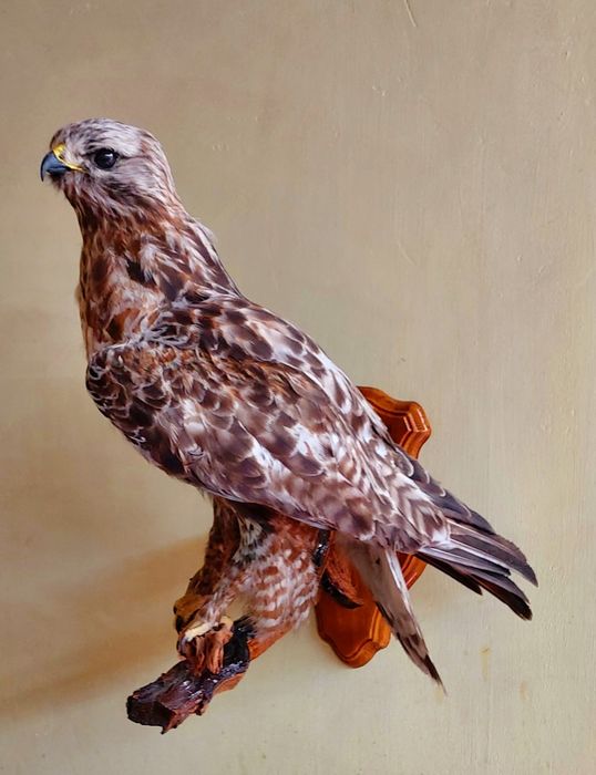 Продам.  Муляж, эмитация орла.