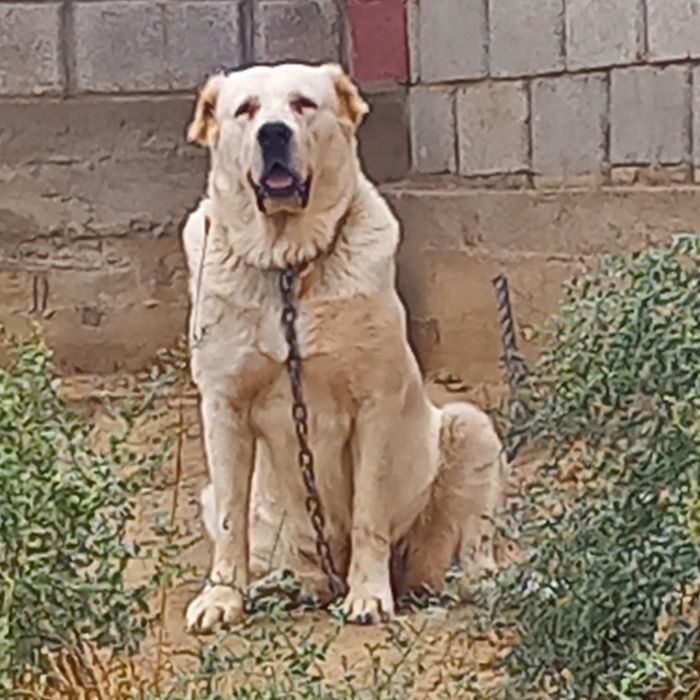 Ургашы сатылады.