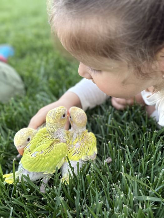 Pui blanzi papagali vorbitori Micul alexandru alexander