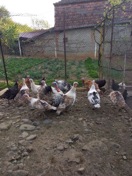 Pui de curcă de casă