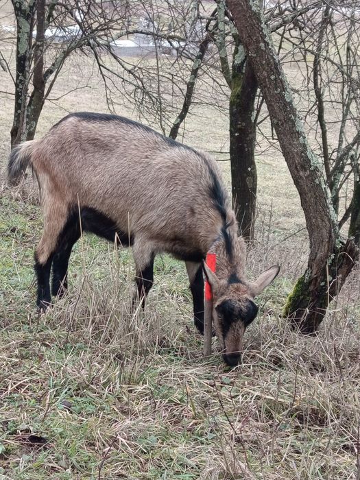 Vând două capre superbe