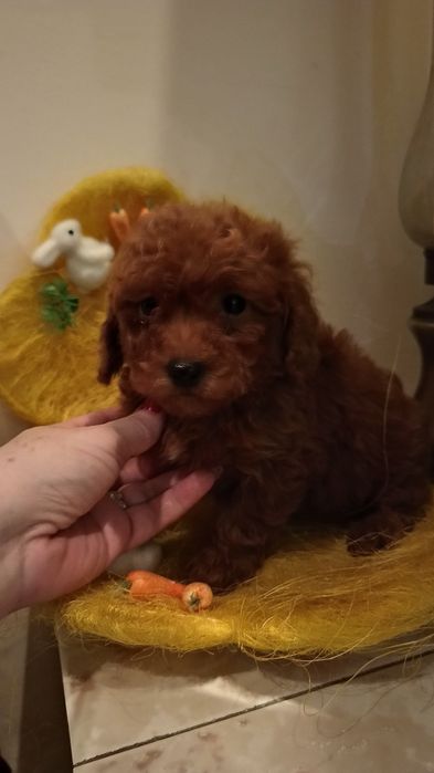 Pudel pitic red băiețel