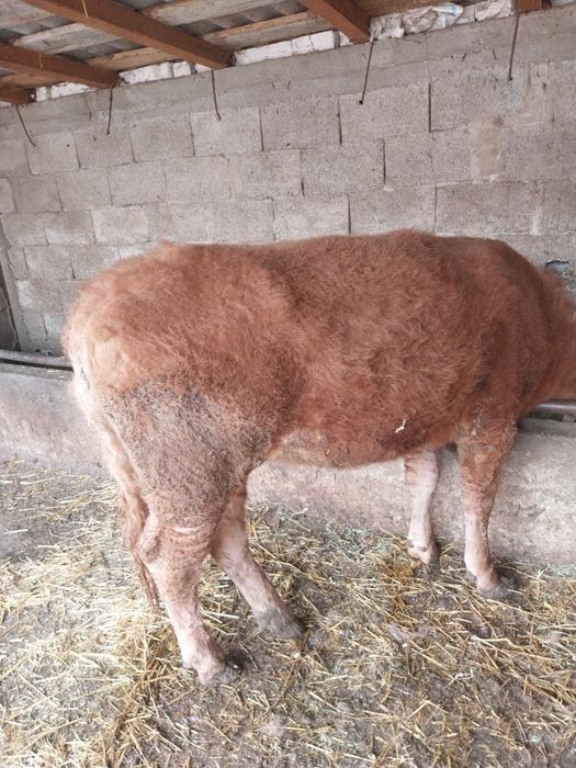 Vând vitea angus de un an