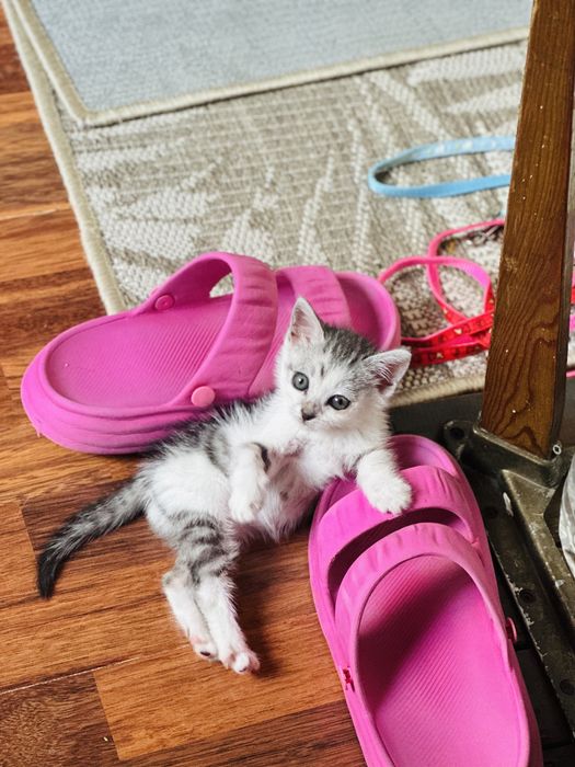 Котенок ищет дом