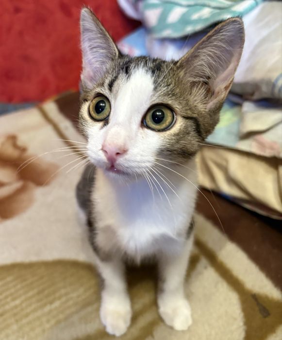 Котята милашки ищут дом