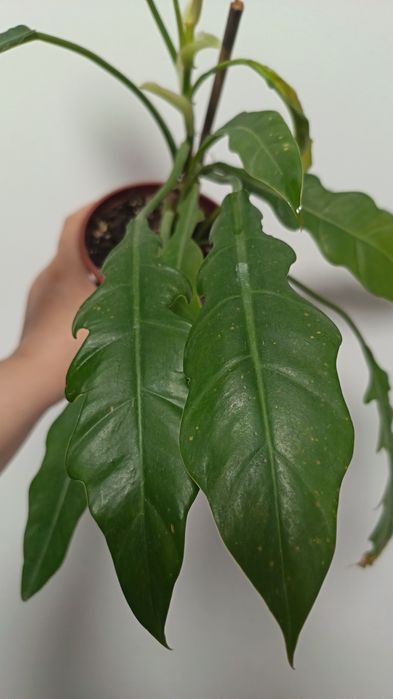 филодендрон джангл буги