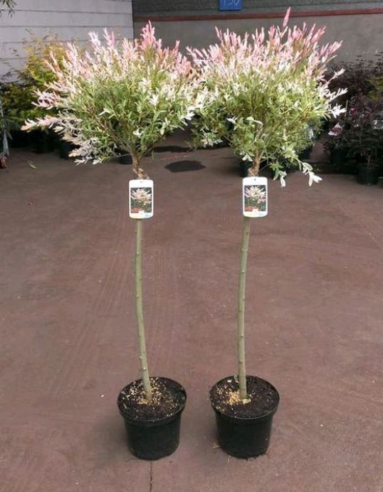 Salcie Japoneza la Ghiveci