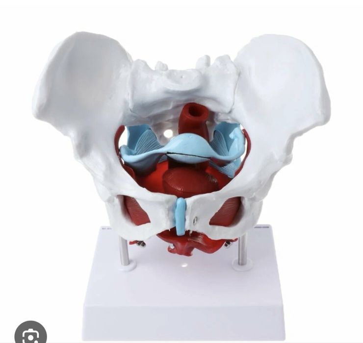 Продам макет мышцы тазого дна