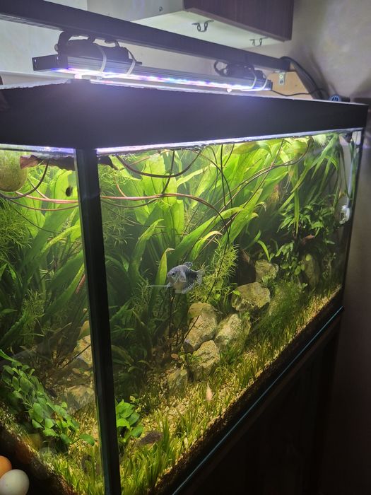 Vand acvariu complet