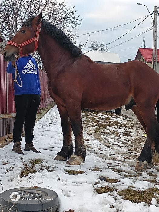 Vând mânz 3 ani învățat la pădure . Merge și în unu și la doi .
