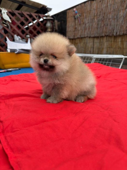 Băiețel pomeranian