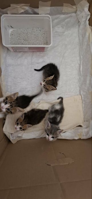 Подарявам котенца