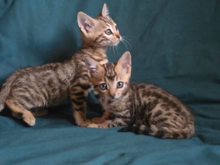 Бенгальские котята