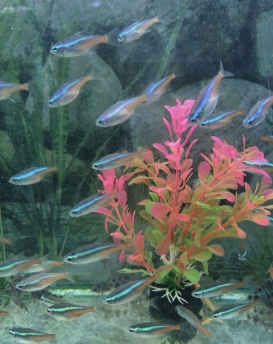 Аквариумные рыбки неоны