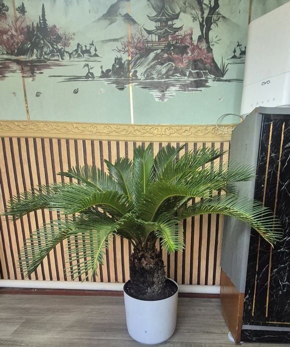 Роскошный Саговик / Цикас революта (Cycas revoluta)