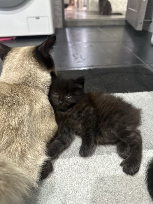 Отдам котят в добрые руки