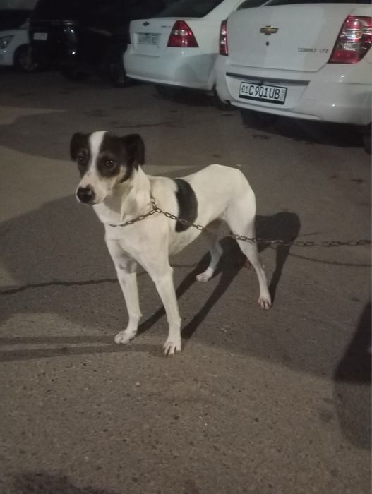 Отдаю собак в добрые руки