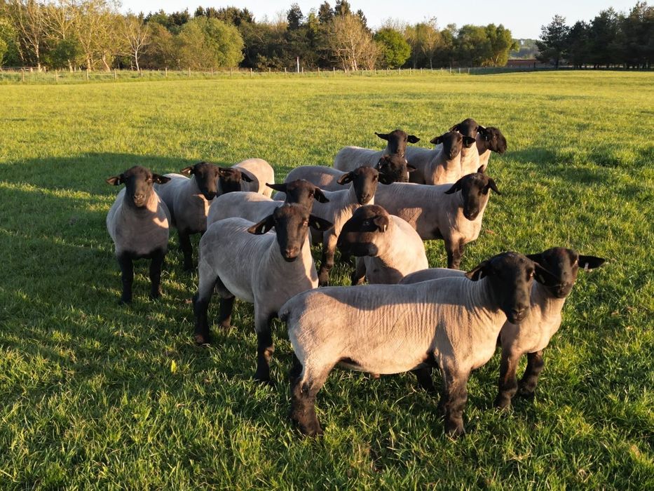 Oi suffolk cu pedigree linie groasa !