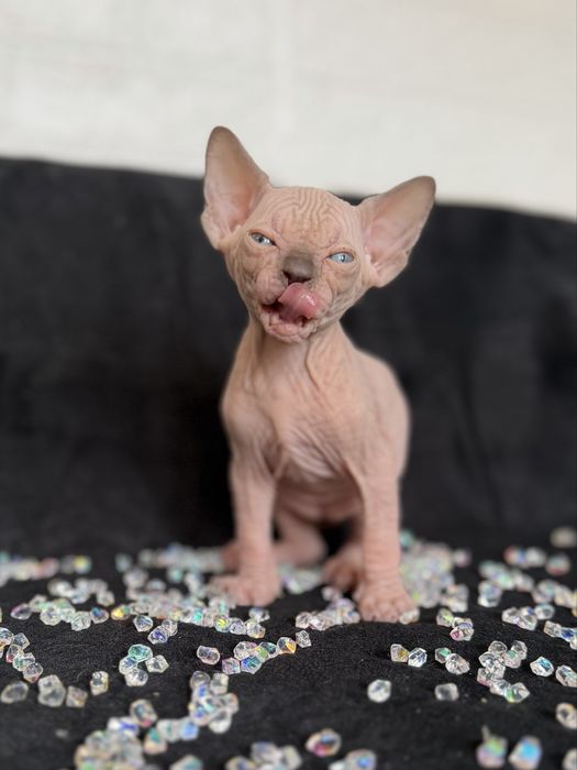 Sphynx cu pedigree si teste