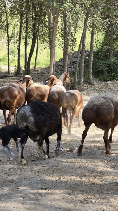 Куйлар 65-70 кг дан бошланади