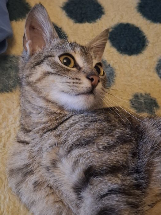 Donez Pisicuț 4luni