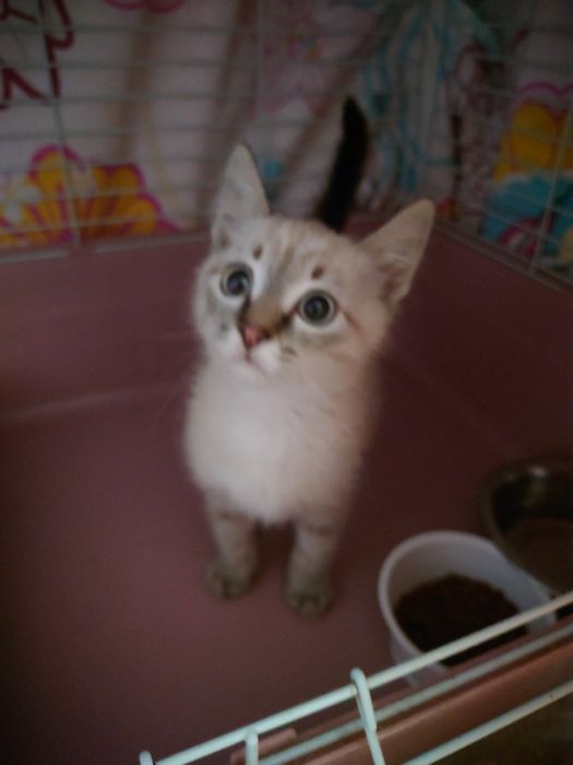 Котёнок в добрые руки