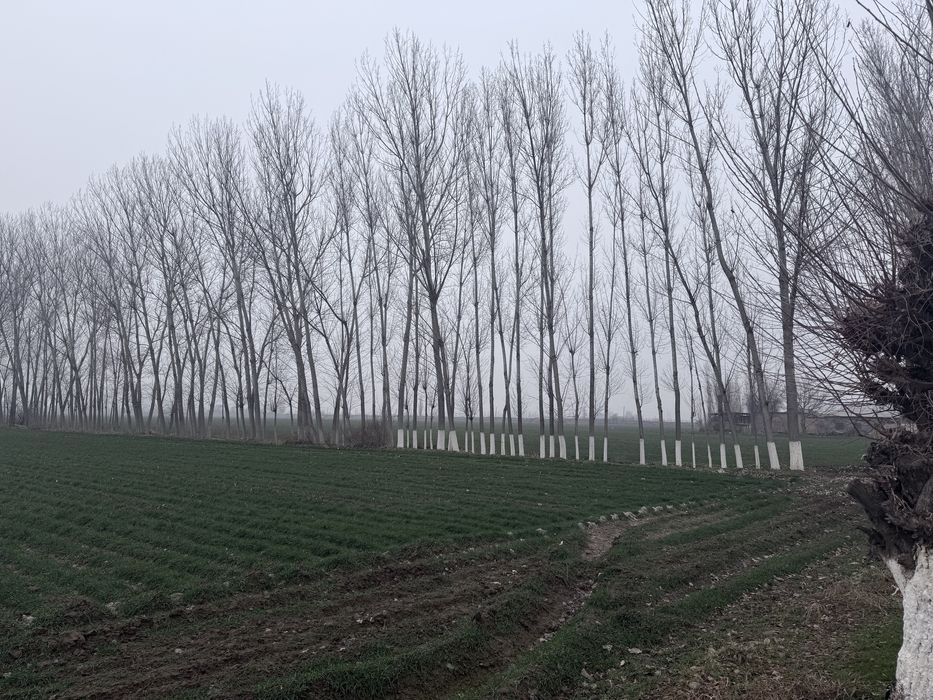 Тераклар сотилади оптом | Terak sotiladi