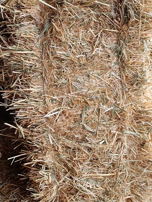 Самон Пресс  зор