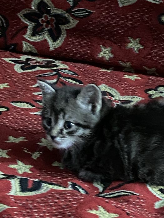 Котёнок ищет дом.